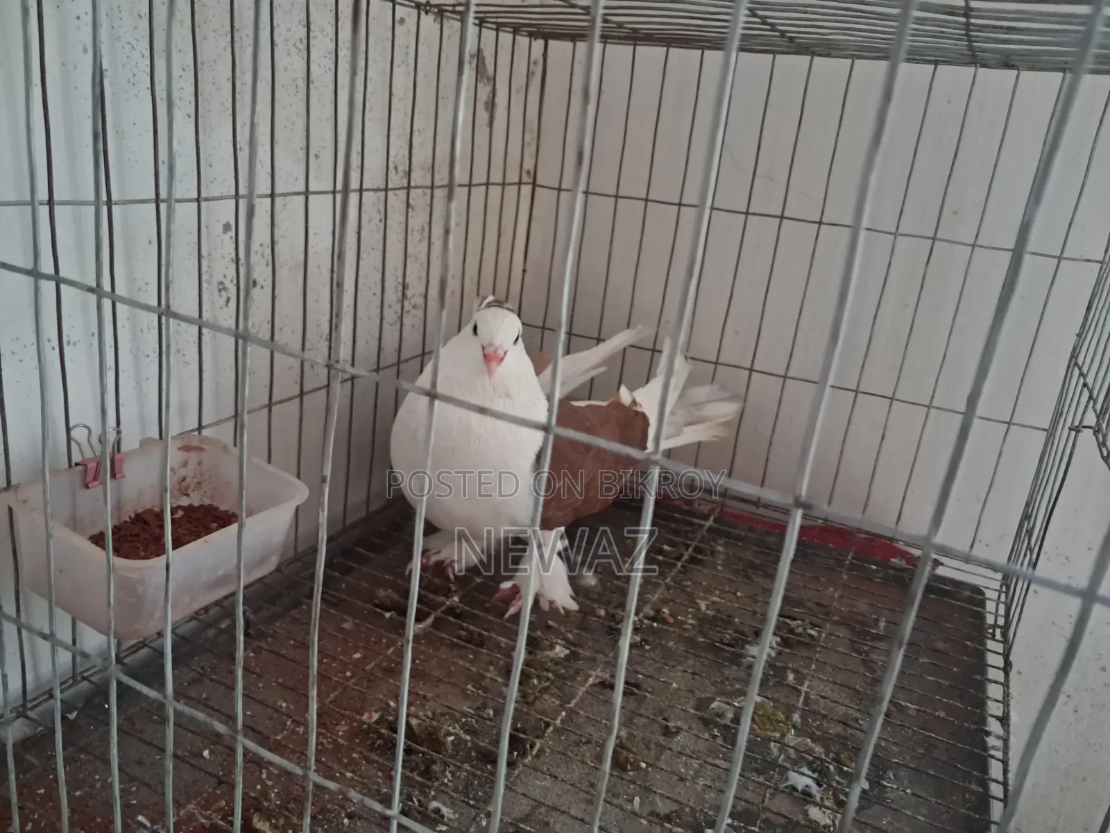 Gopalganj Large Pigeon Male