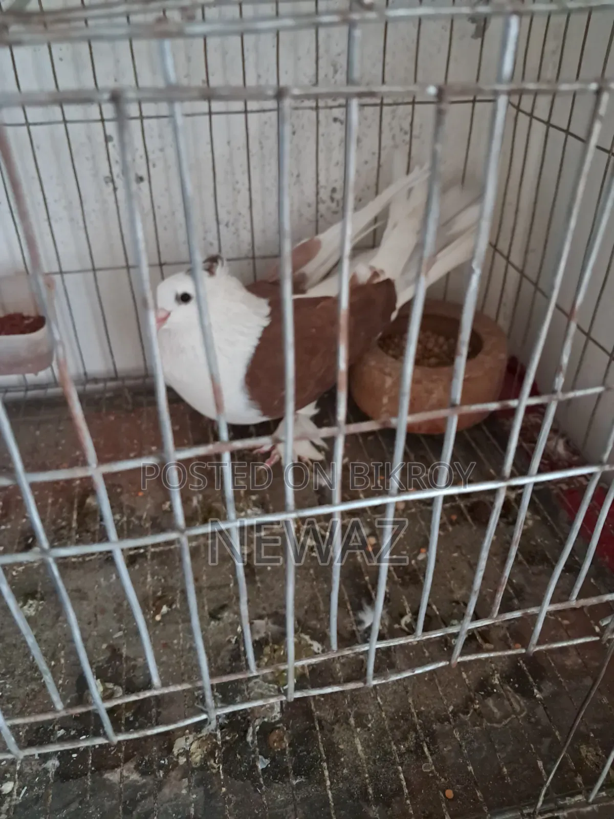 Gopalganj Large Pigeon Male