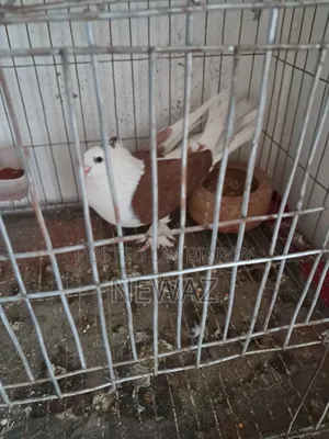 Gopalganj Large Pigeon Male