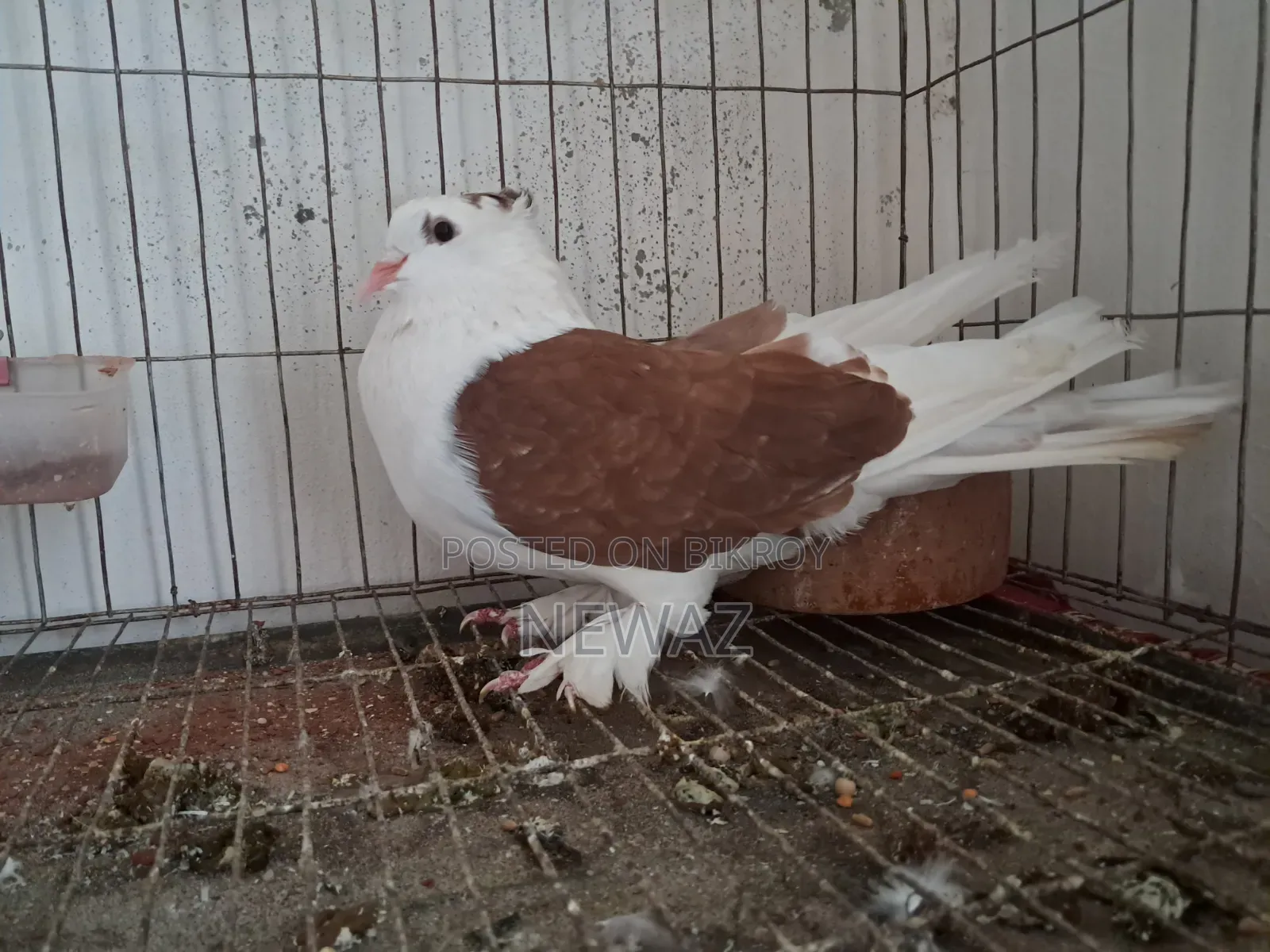 Gopalganj Large Pigeon Male