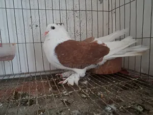 Gopalganj Large Pigeon Male