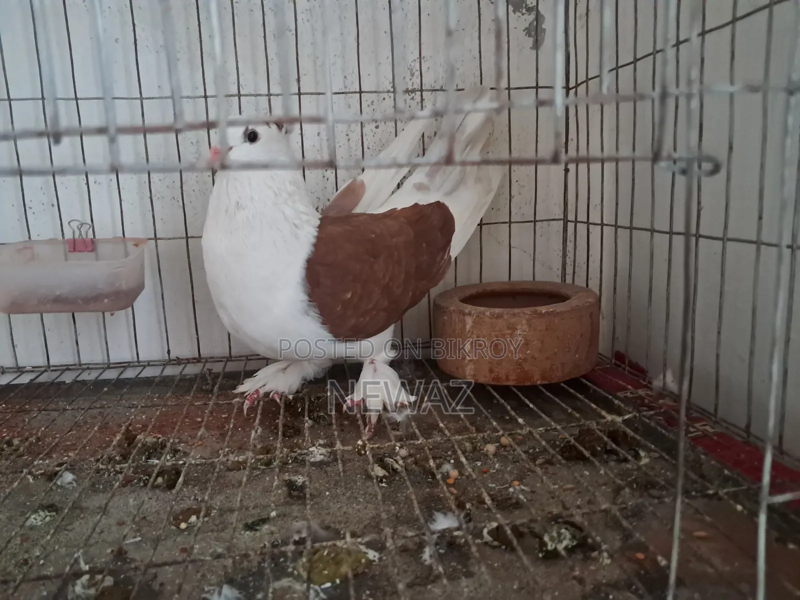 Gopalganj Large Pigeon Male