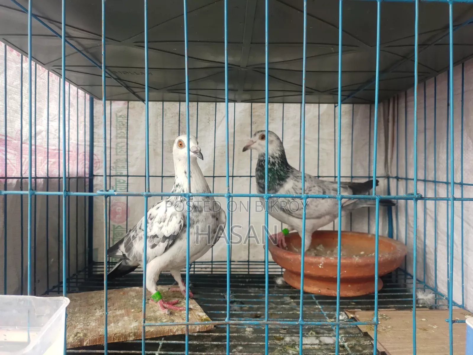 Active Pigeons