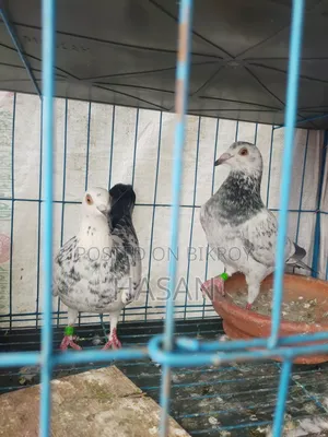 Active Pigeons