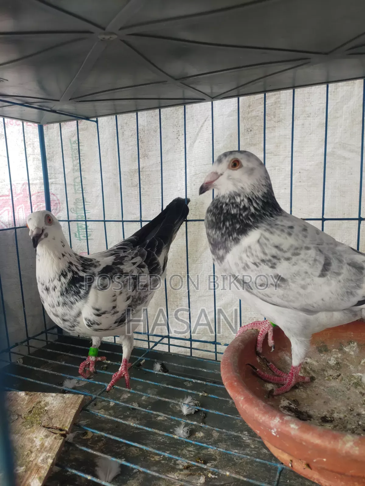 Active Pigeons