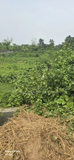 3 Katha South-Facing Plot for Sale on 100' Road