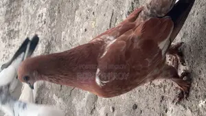 চিলা কবুতর Kobutor