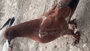 চিলা কবুতর Kobutor