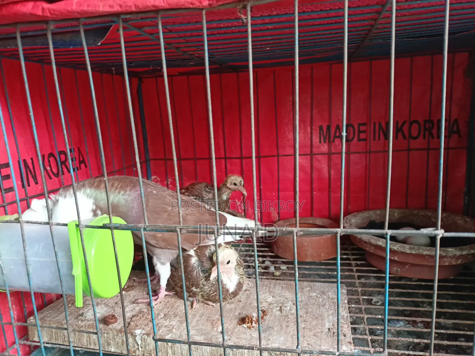 Pigeon Sale Post