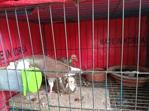 Pigeon Sale Post