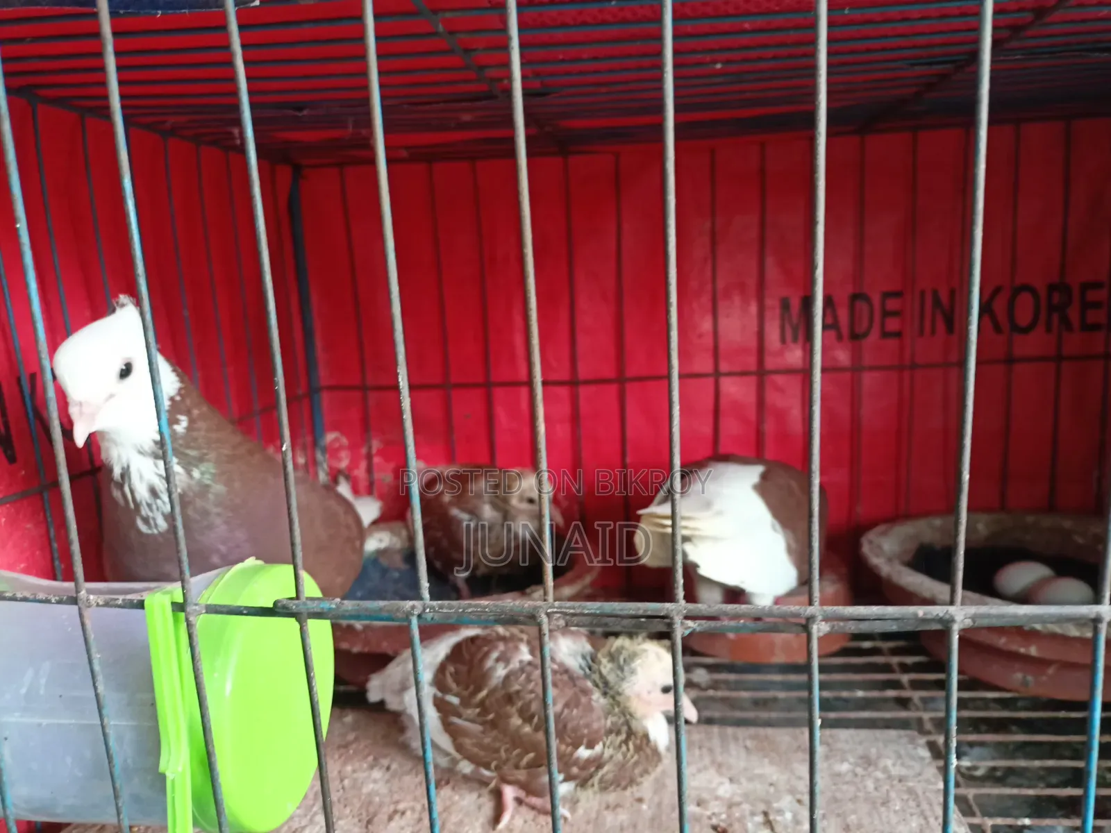 Pigeon Sale Post