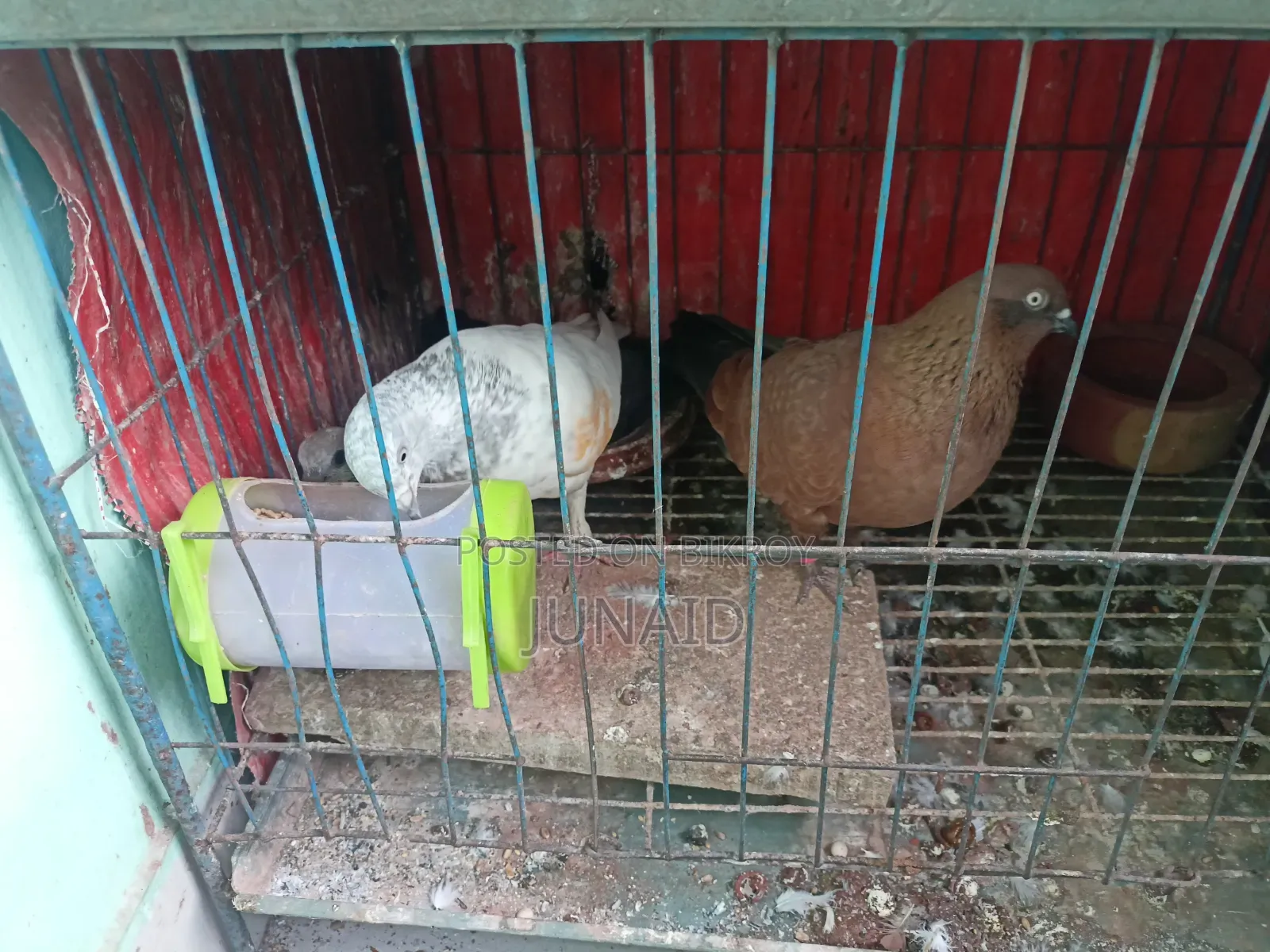 Pigeon Sale Post