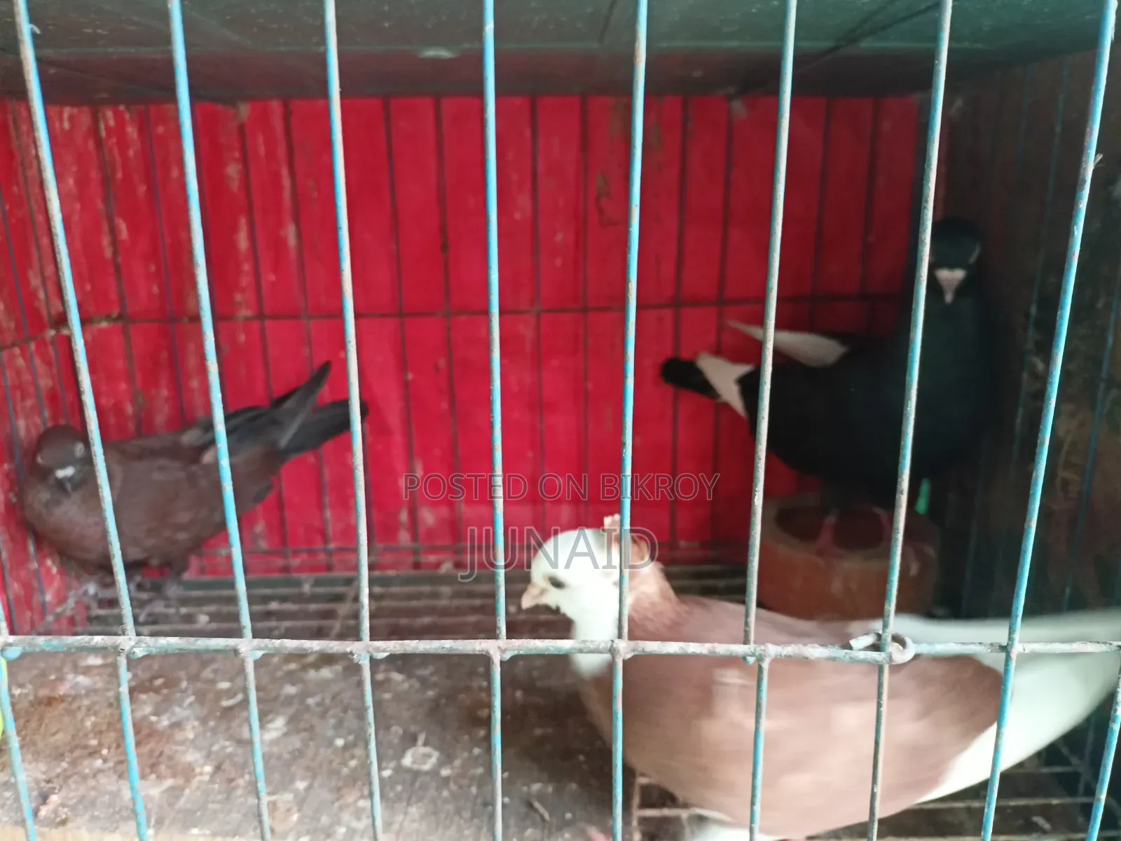 Pigeon Sale Post