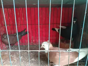 Pigeon Sale Post