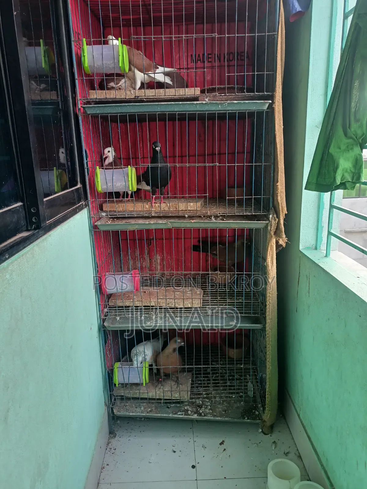 Pigeon Sale Post