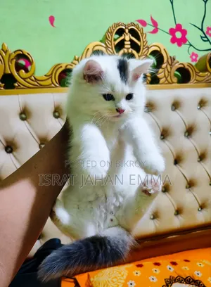 1-3 Months Male Purebred Persian