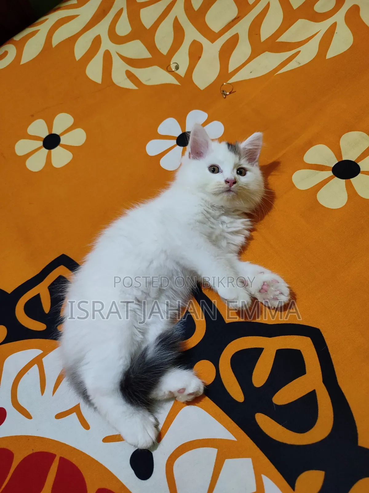 1-3 Months Male Purebred Persian
