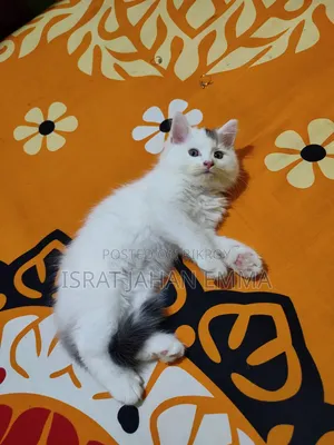 1-3 Months Male Purebred Persian