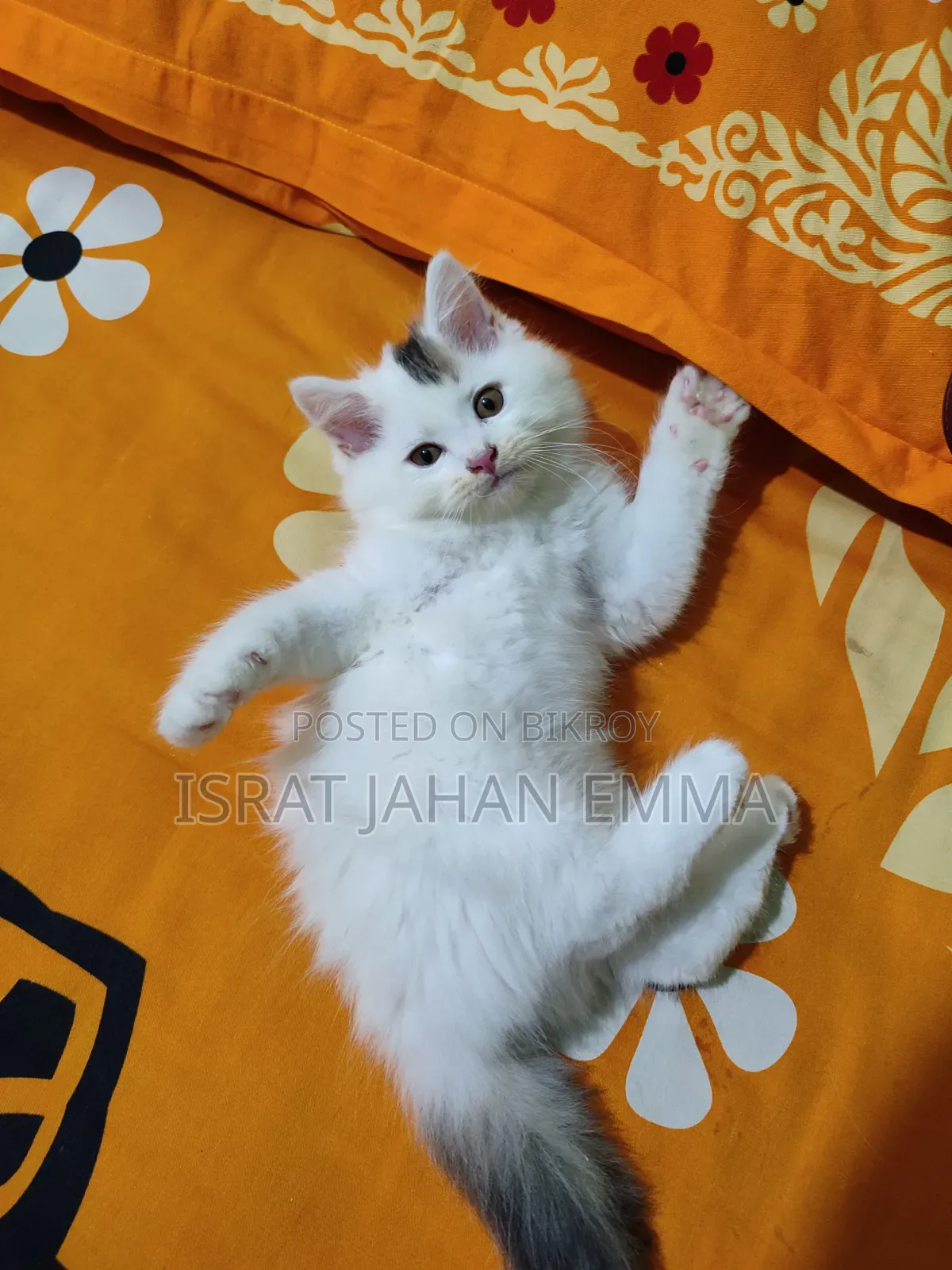 1-3 Months Male Purebred Persian