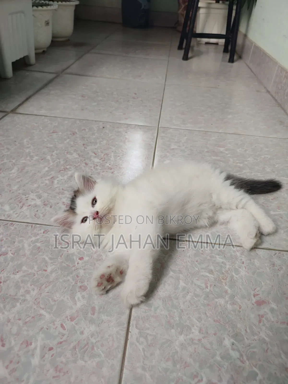1-3 Months Male Purebred Persian