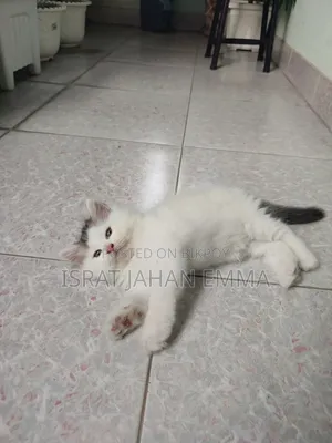 1-3 Months Male Purebred Persian