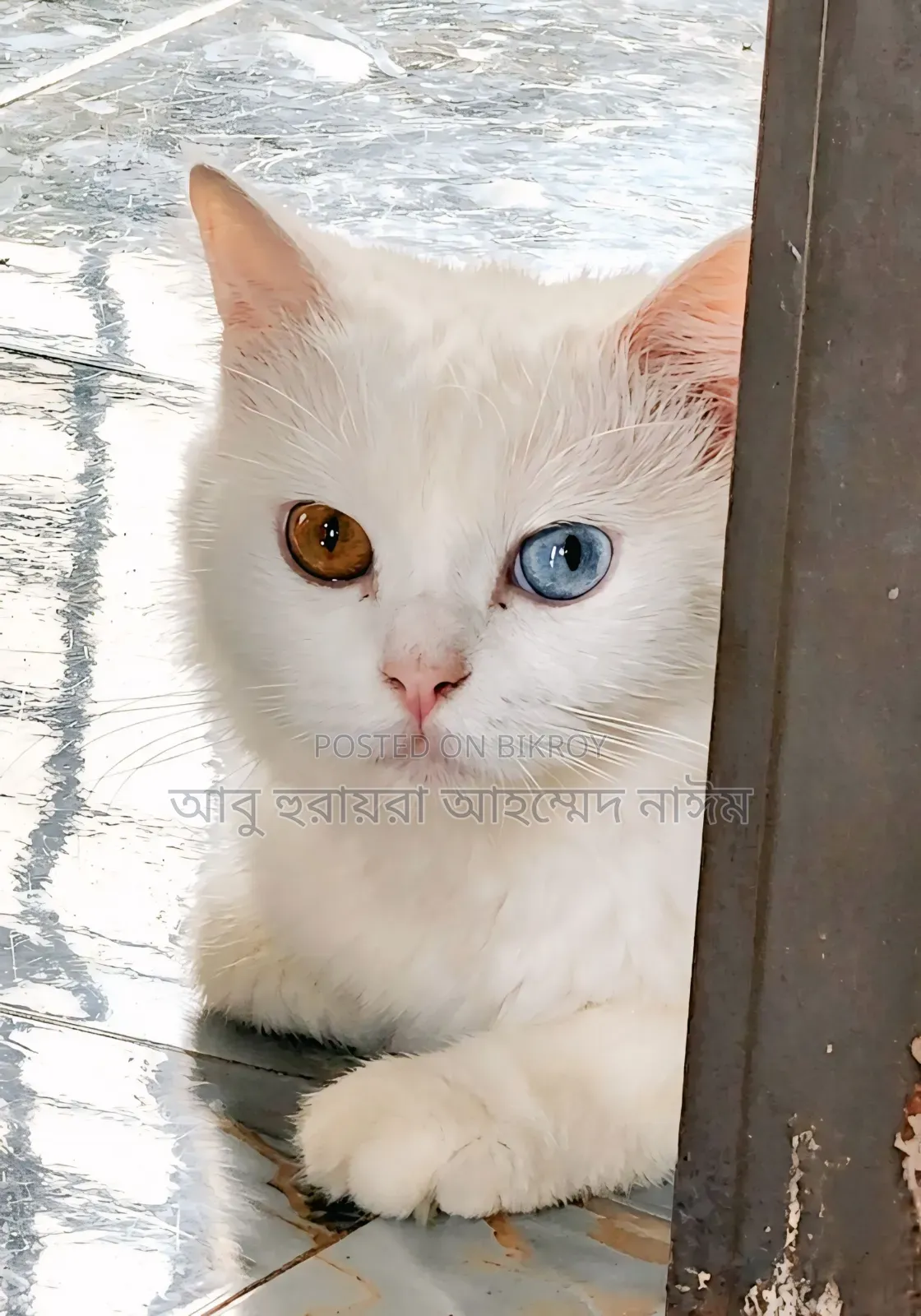 6-12 Months Female Purebred Persian