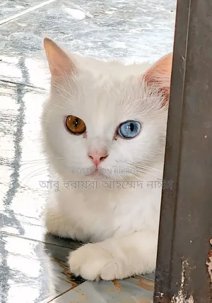 6-12 Months Female Purebred Persian