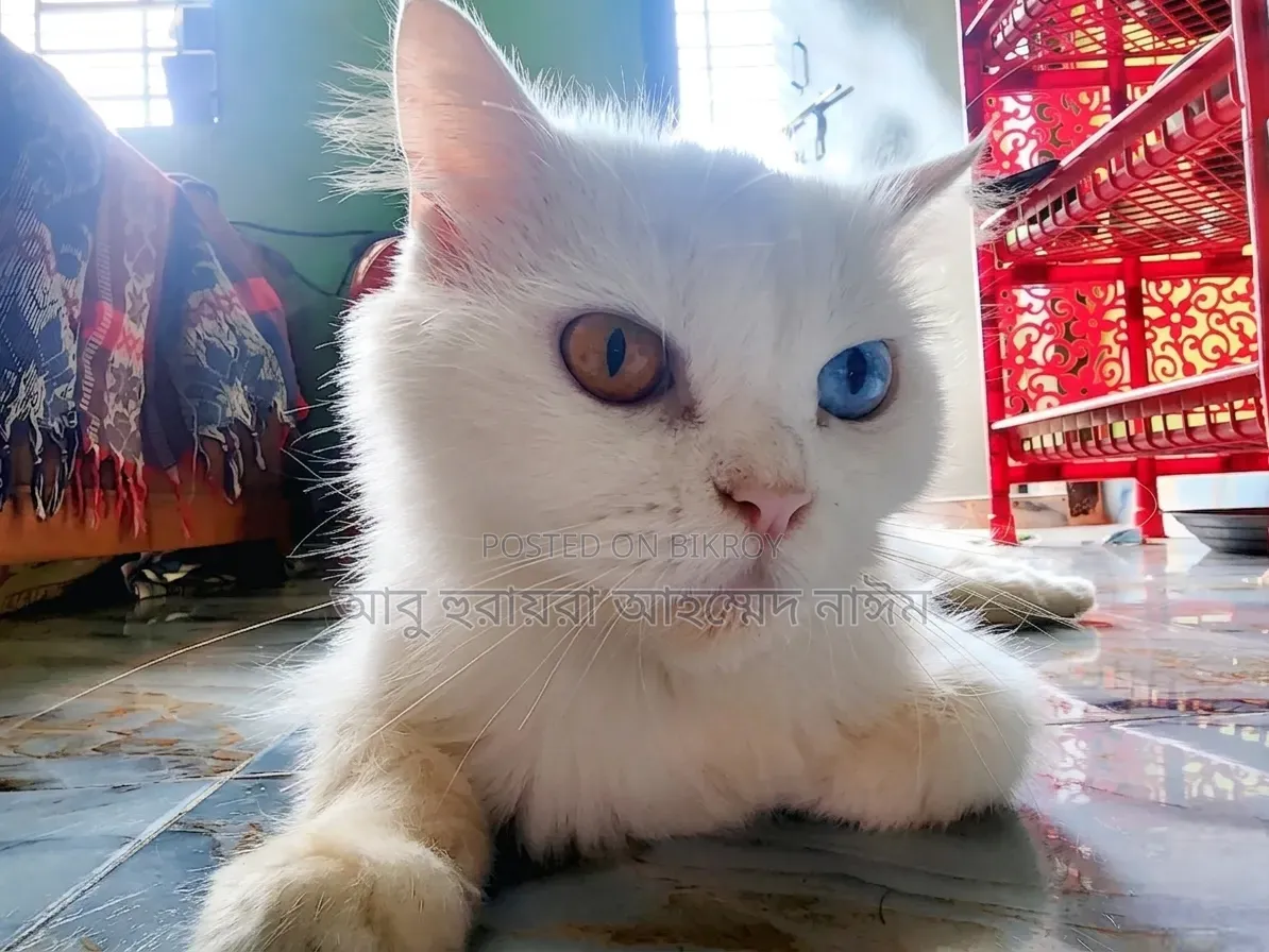 6-12 Months Female Purebred Persian
