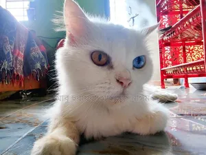 6-12 Months Female Purebred Persian