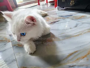 6-12 Months Female Purebred Persian
