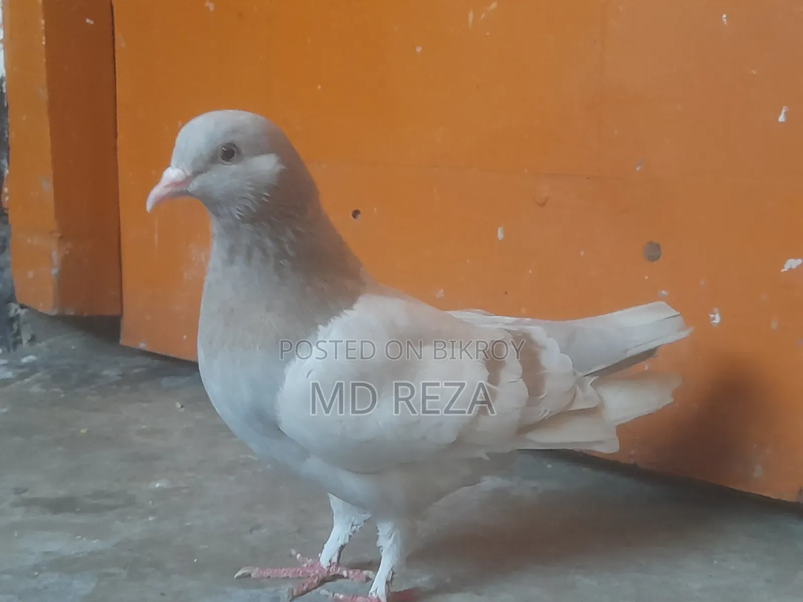 Red Female Pigeon