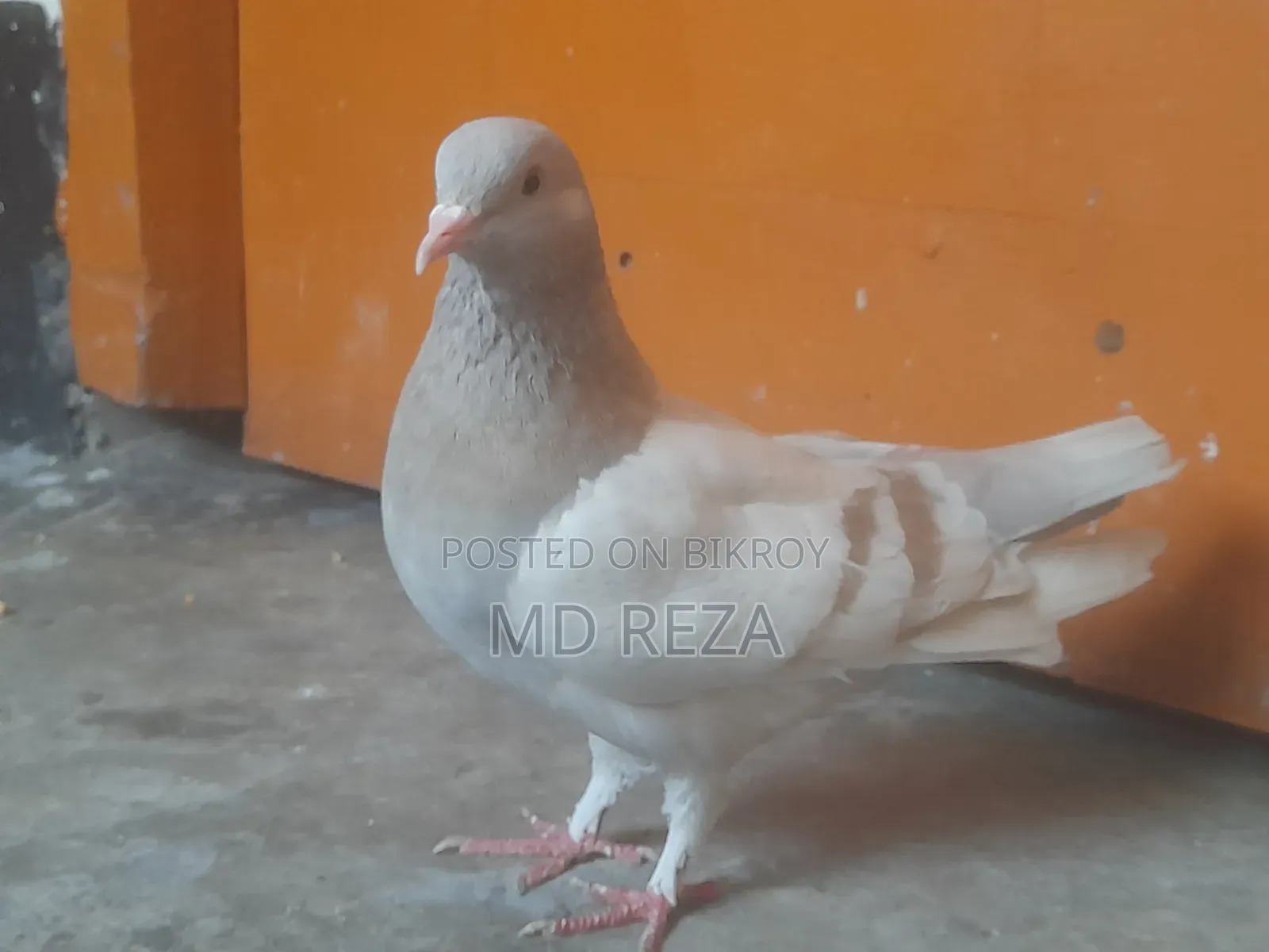 Red Female Pigeon