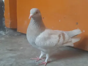 Red Female Pigeon
