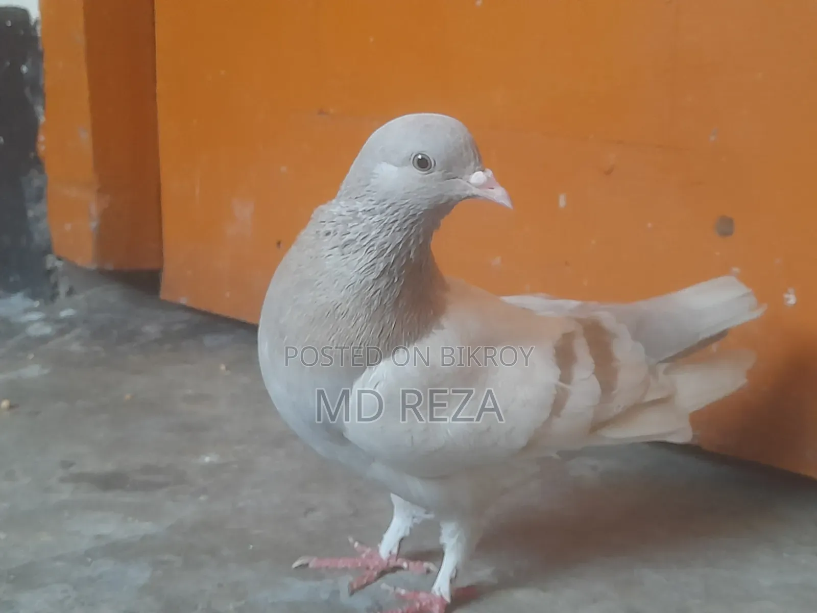Red Female Pigeon