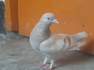 Red Female Pigeon
