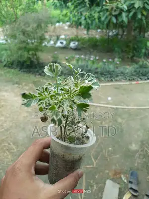 White Frosted Aralia Plant