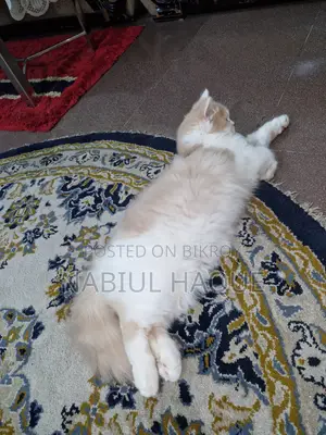 3-6 Months Male Purebred Persian