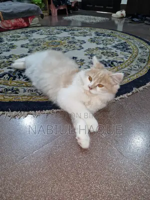 3-6 Months Male Purebred Persian