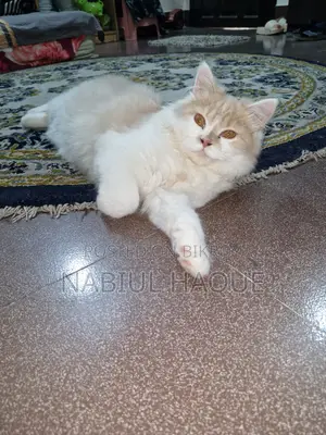 3-6 Months Male Purebred Persian