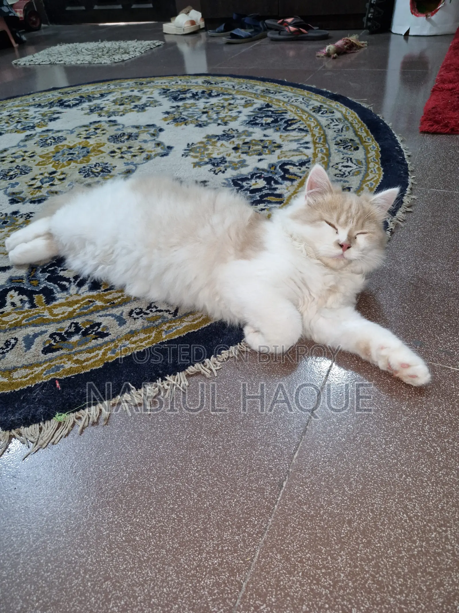 3-6 Months Male Purebred Persian