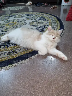 3-6 Months Male Purebred Persian