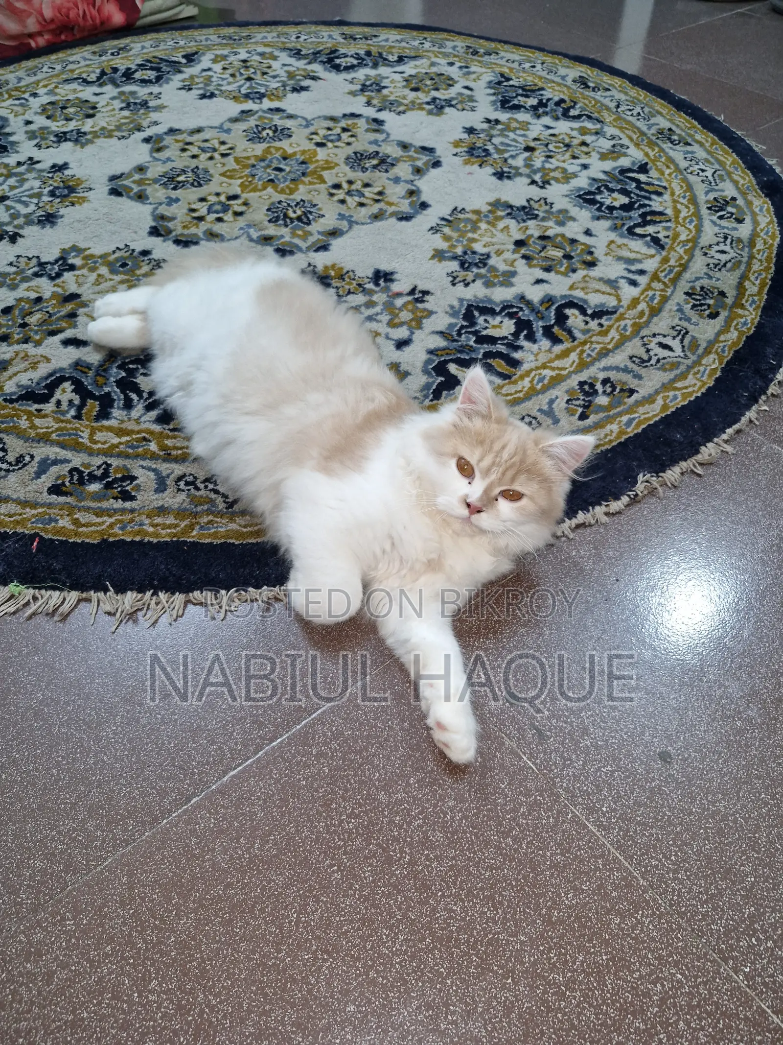 3-6 Months Male Purebred Persian