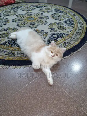 3-6 Months Male Purebred Persian