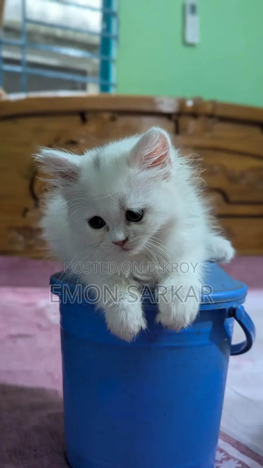 1-3 Months Female Purebred Persian Kitten