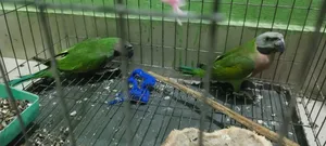 Parrot, তোতাপাখি