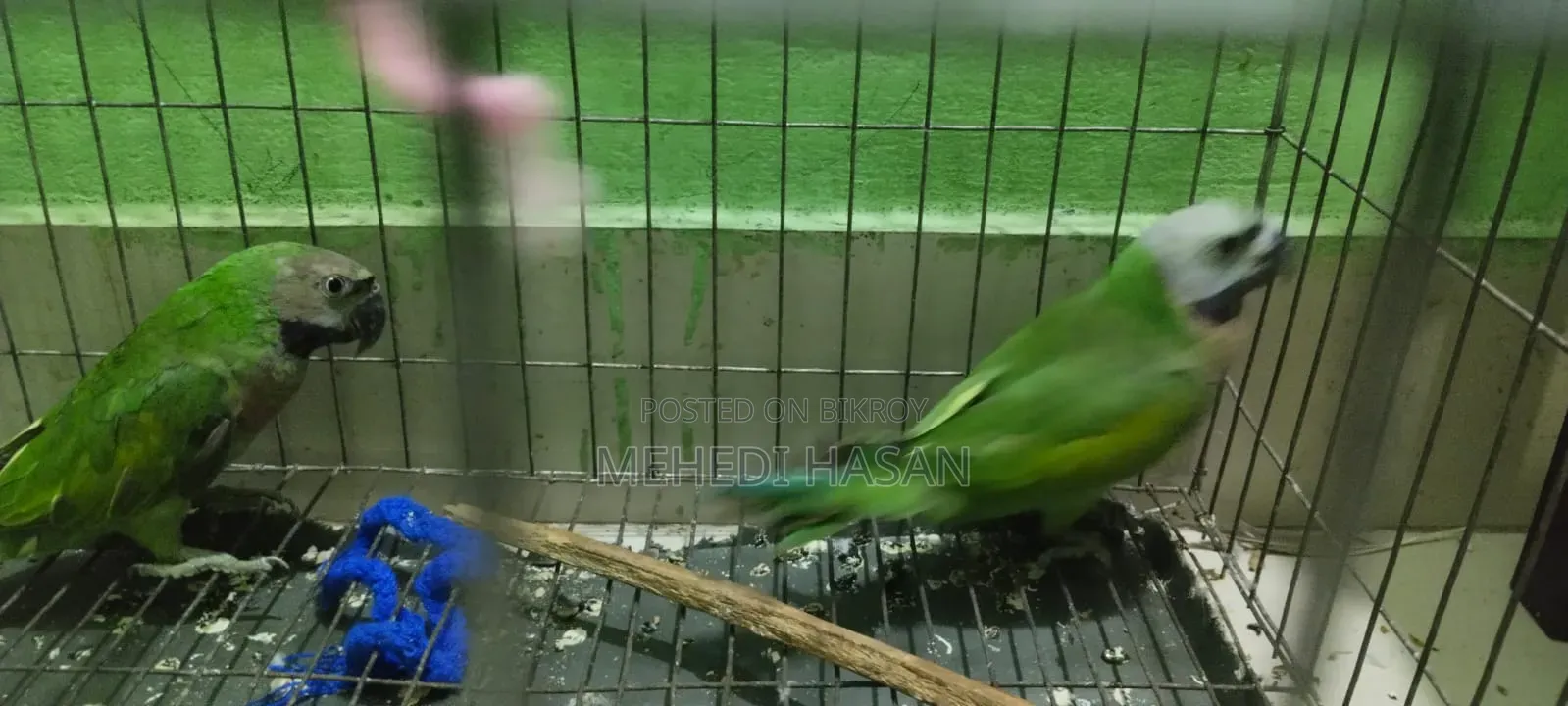 Parrot, তোতাপাখি