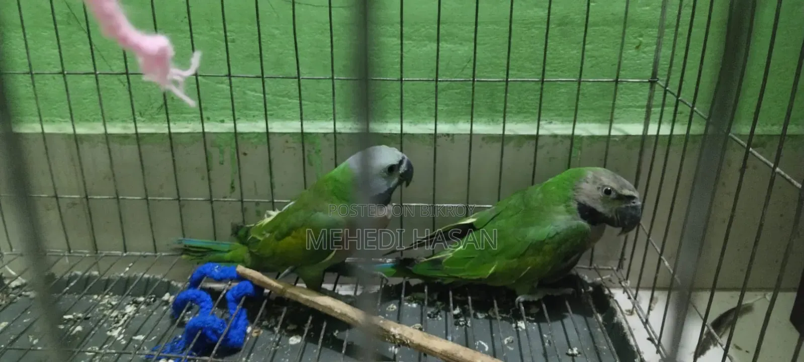 Parrot, তোতাপাখি
