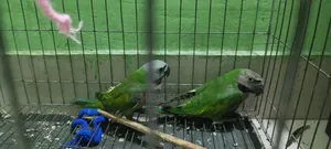 Parrot, তোতাপাখি