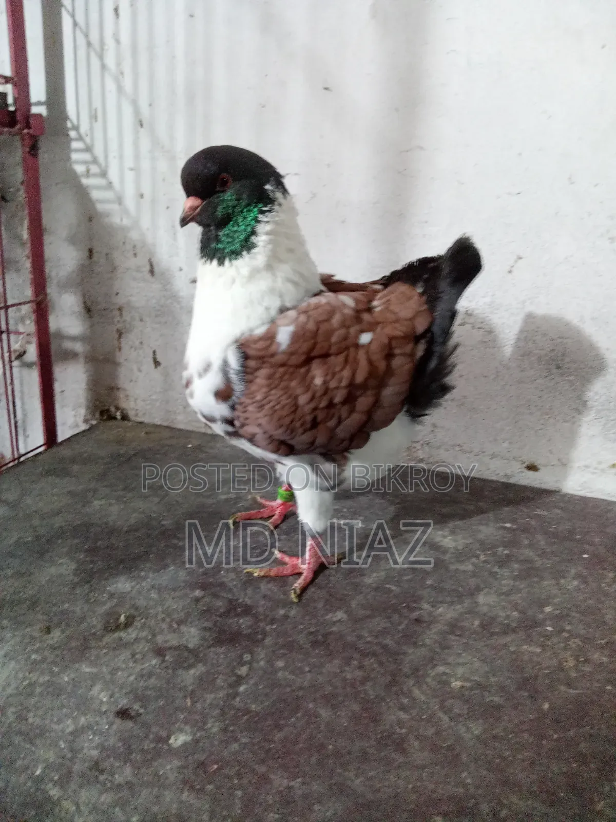 Modena Pigeon (Male)
