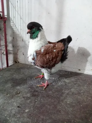Modena Pigeon (Male)